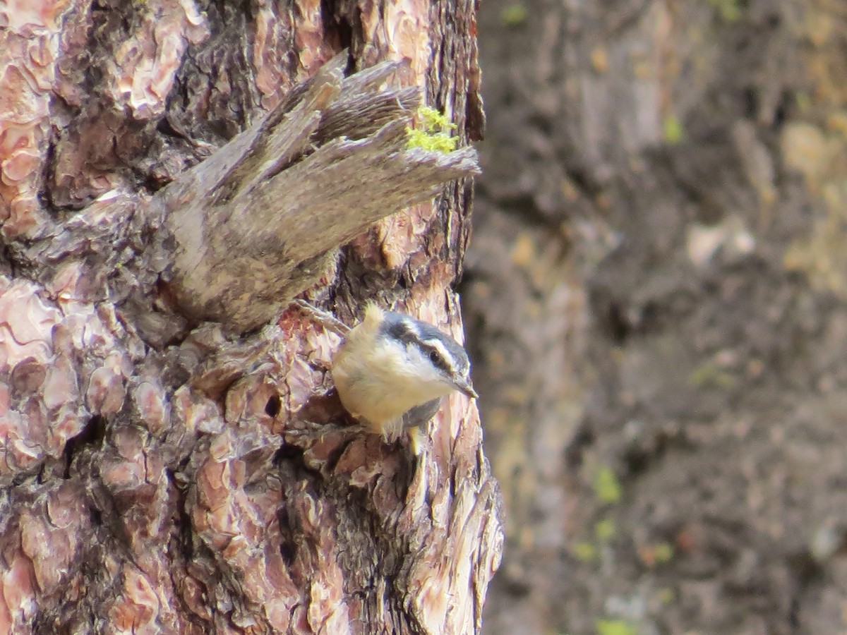 Red-breasted Nuthatch - raylene wall
