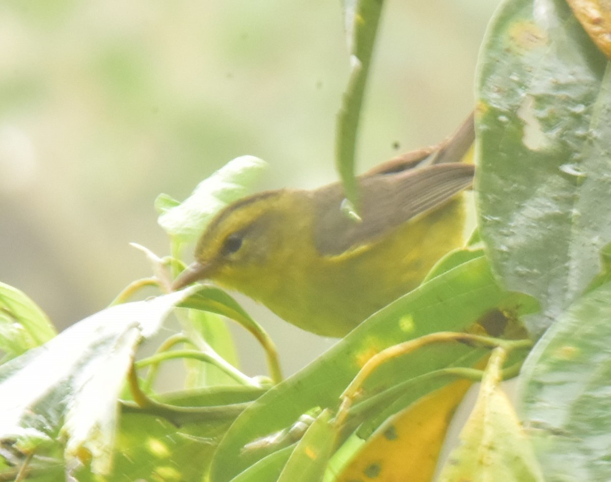 Golden-crowned Warbler (Stripe-crowned) - ML434084061