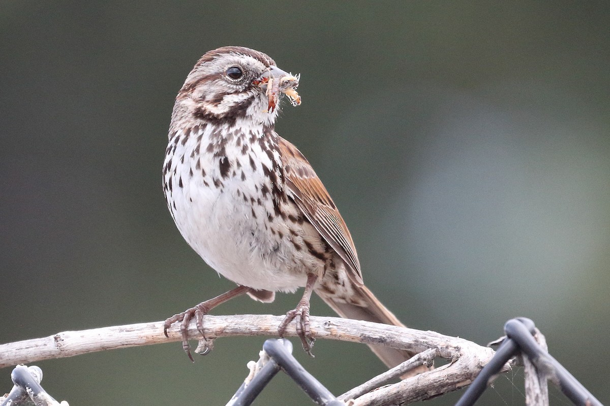 Song Sparrow - ML434086331