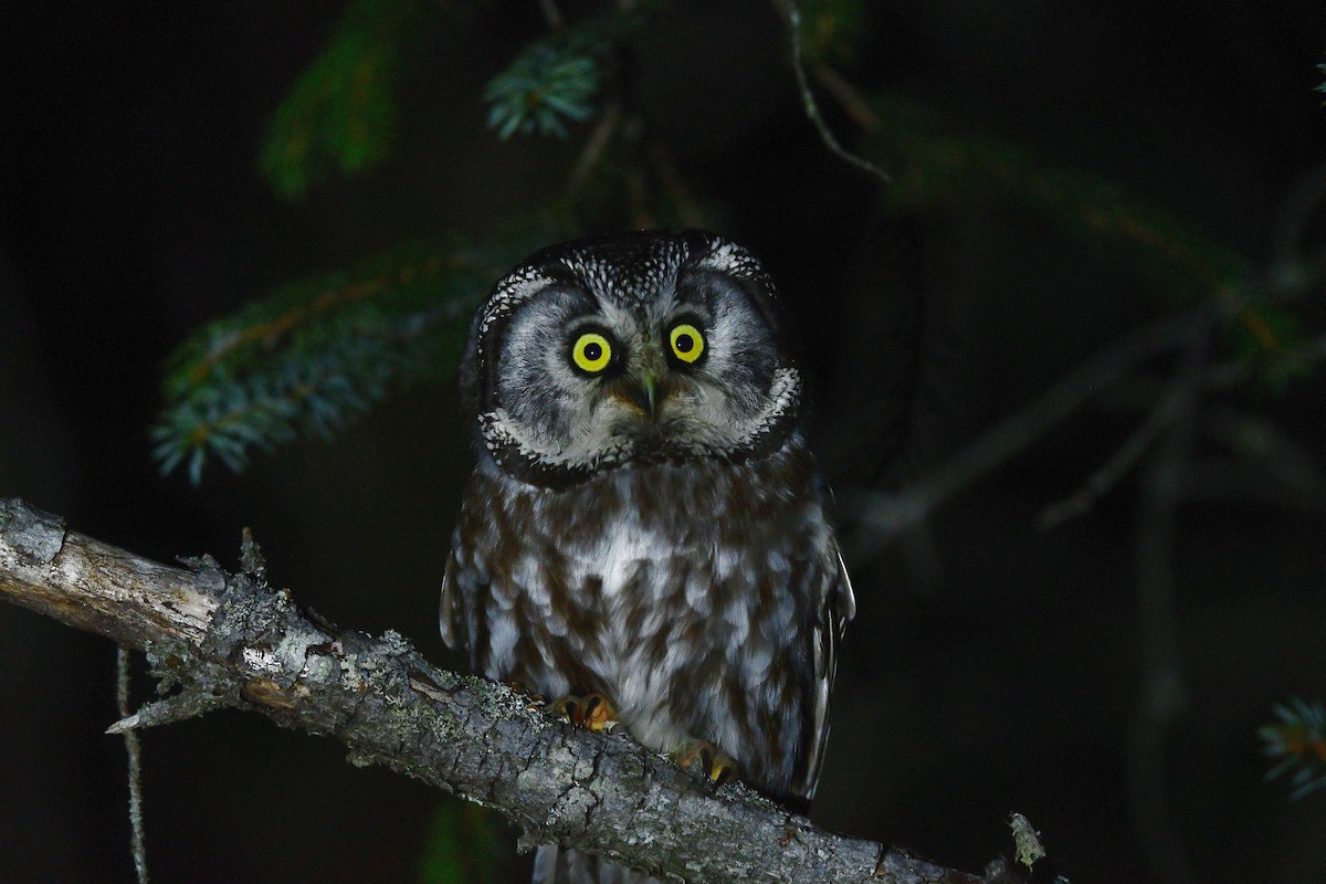 Hontz boreala - ML434087401