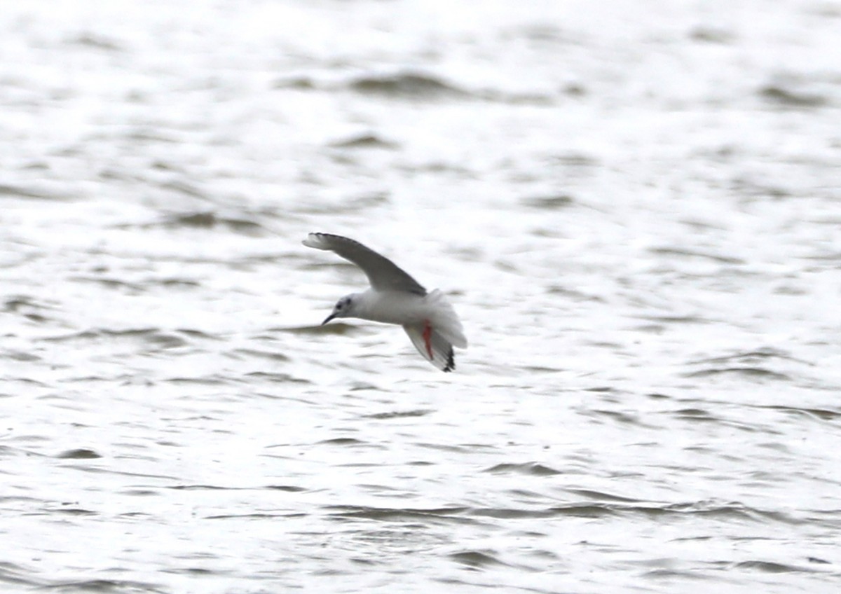 Mouette de Bonaparte - ML434088981