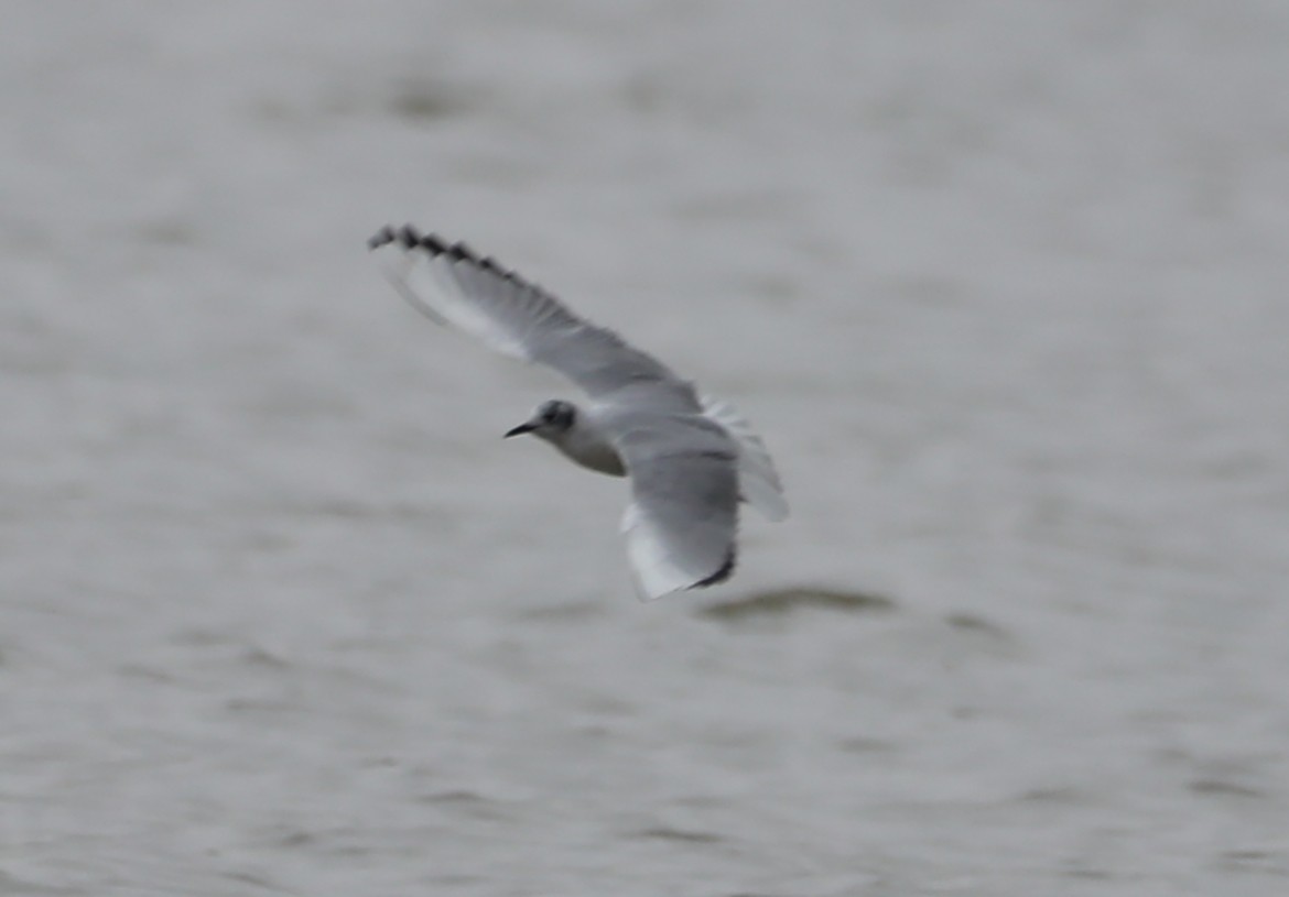 Bonaparte's Gull - ML434089001