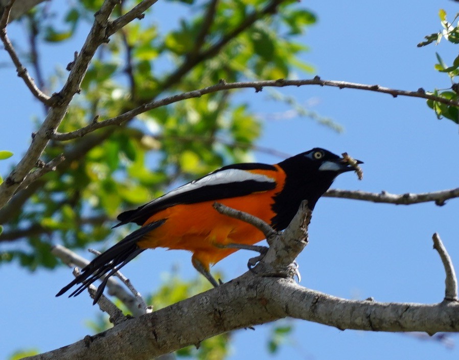 Venezuelan Troupial - ML434089321