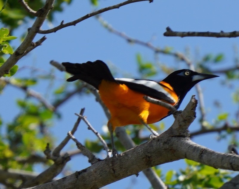 Venezuelan Troupial - ML434089411