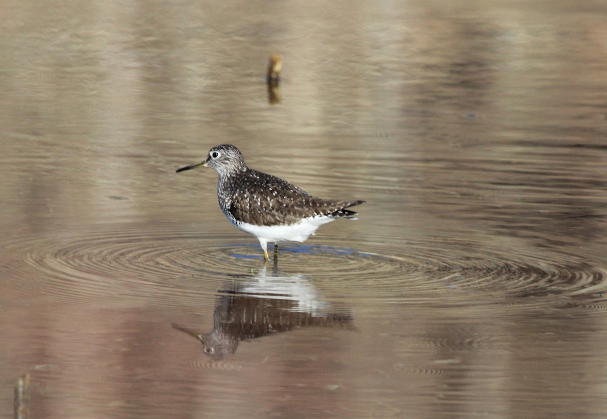 Solitary Sandpiper - John Flannigan