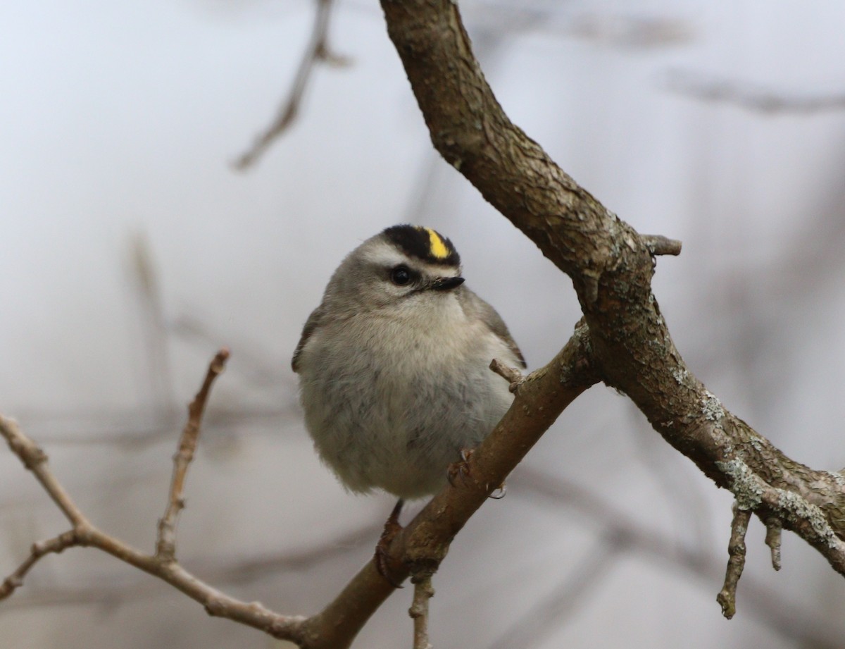 Golden-crowned Kinglet - ML434090541