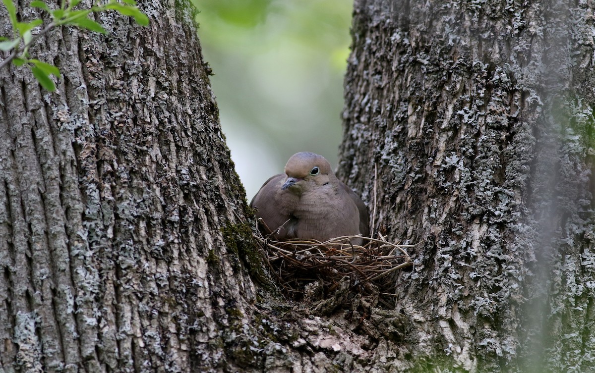 Mourning Dove - Jay McGowan