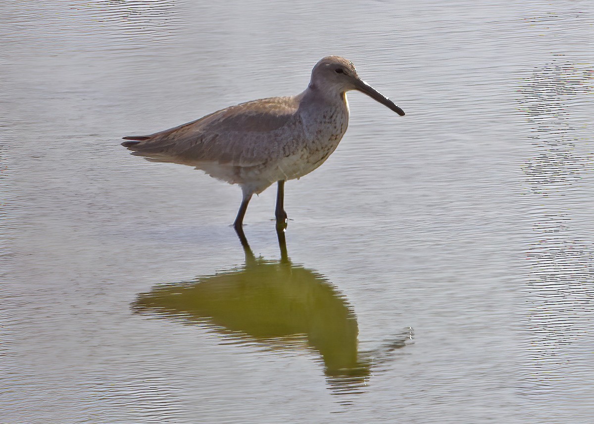 Willet - ML434091181