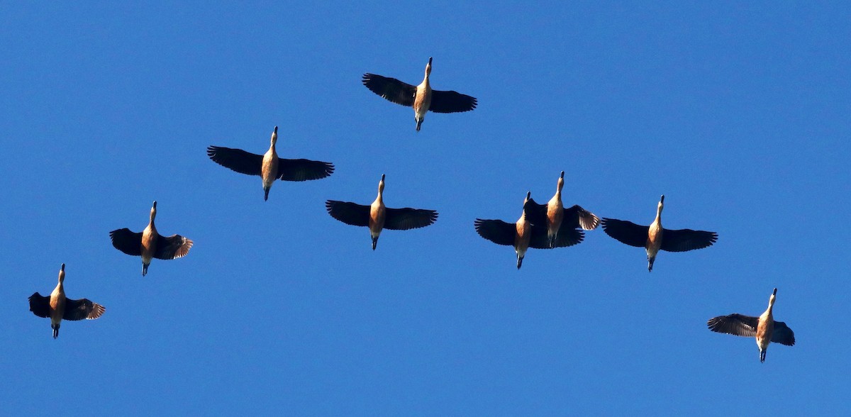 Fulvous Whistling-Duck - ML434091301