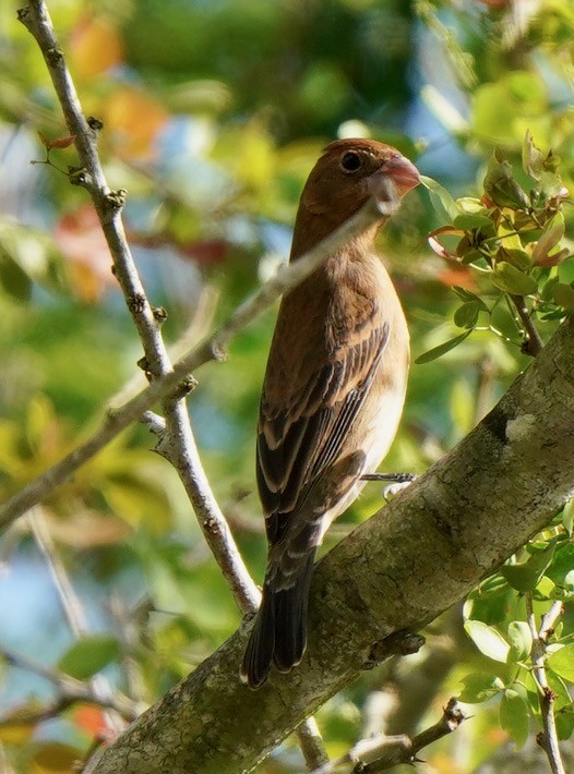 Blue Grosbeak - ML434091631