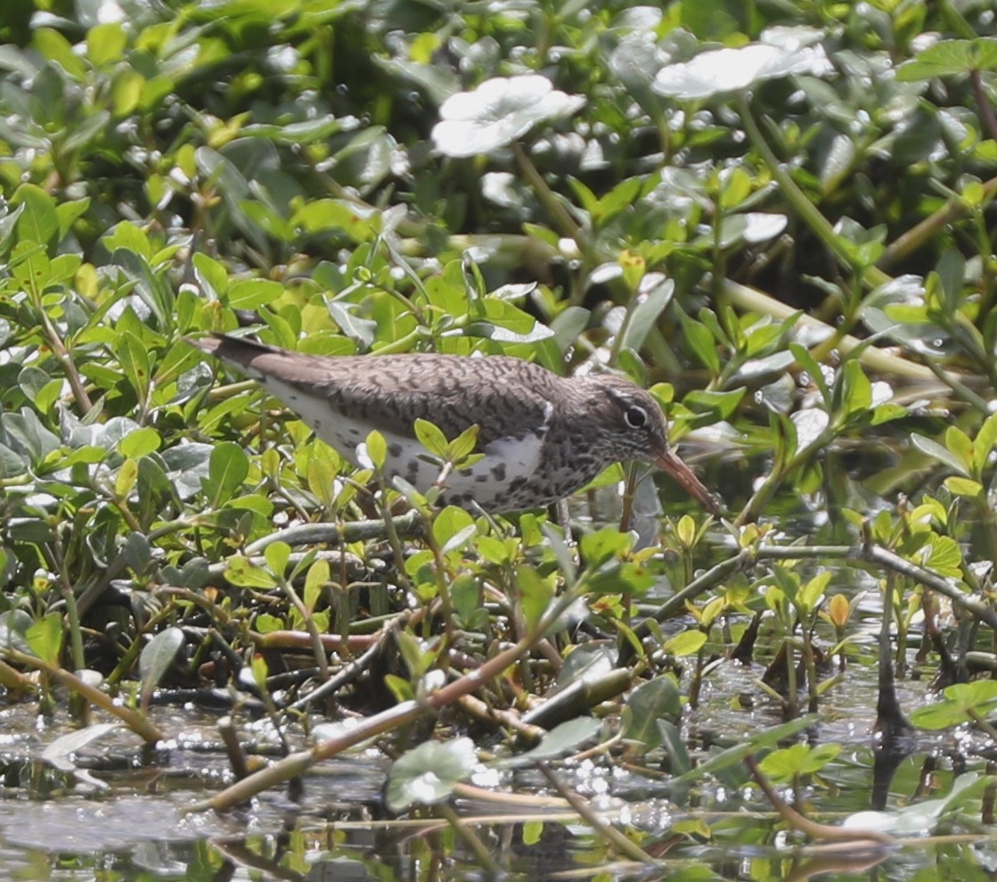 Spotted Sandpiper - ML434092621