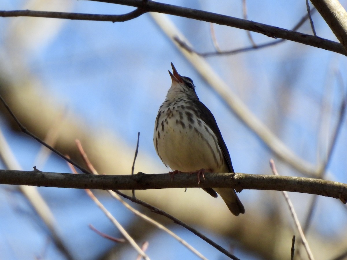 Louisiana Waterthrush - ML434093011