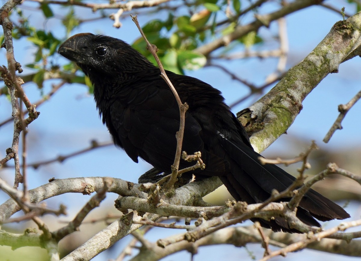 Smooth-billed Ani - ML434093151