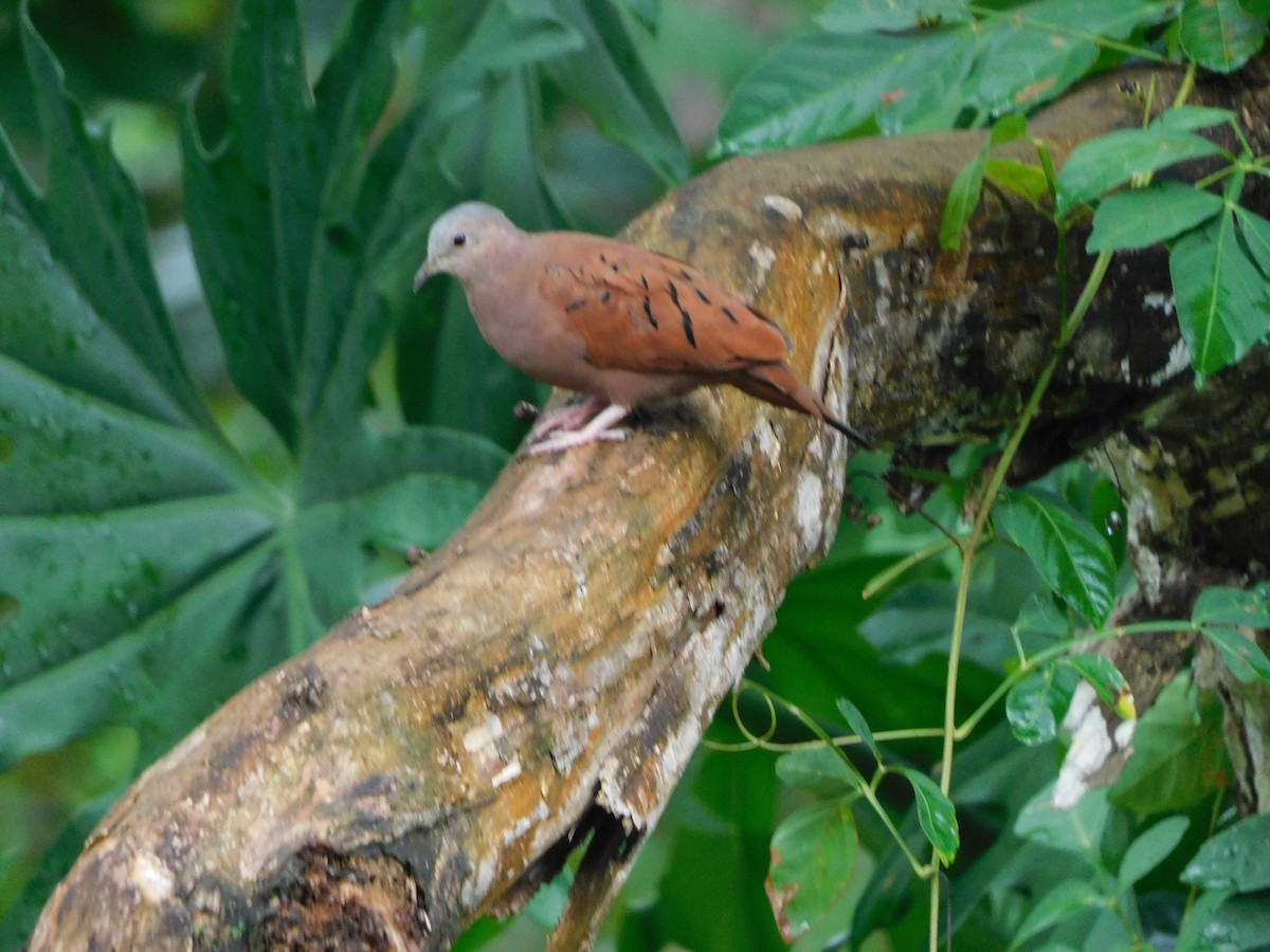 Ruddy Ground Dove - Lisa Winslow