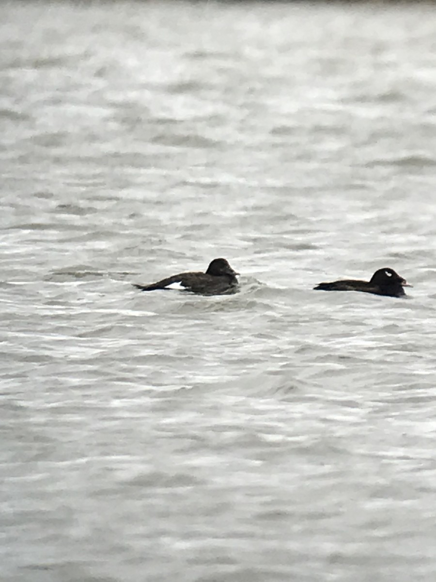 White-winged Scoter - ML434094441