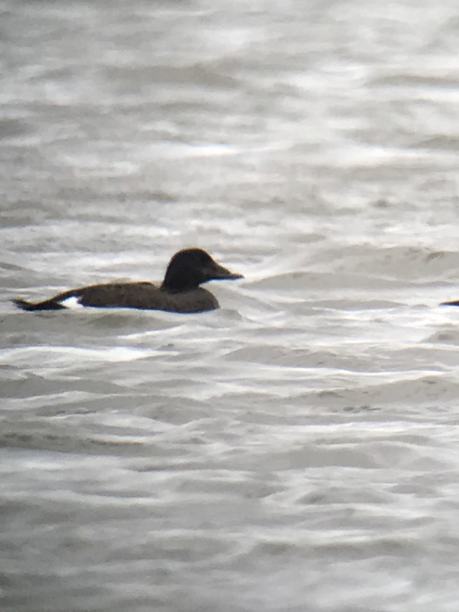 White-winged Scoter - Walter Stutz