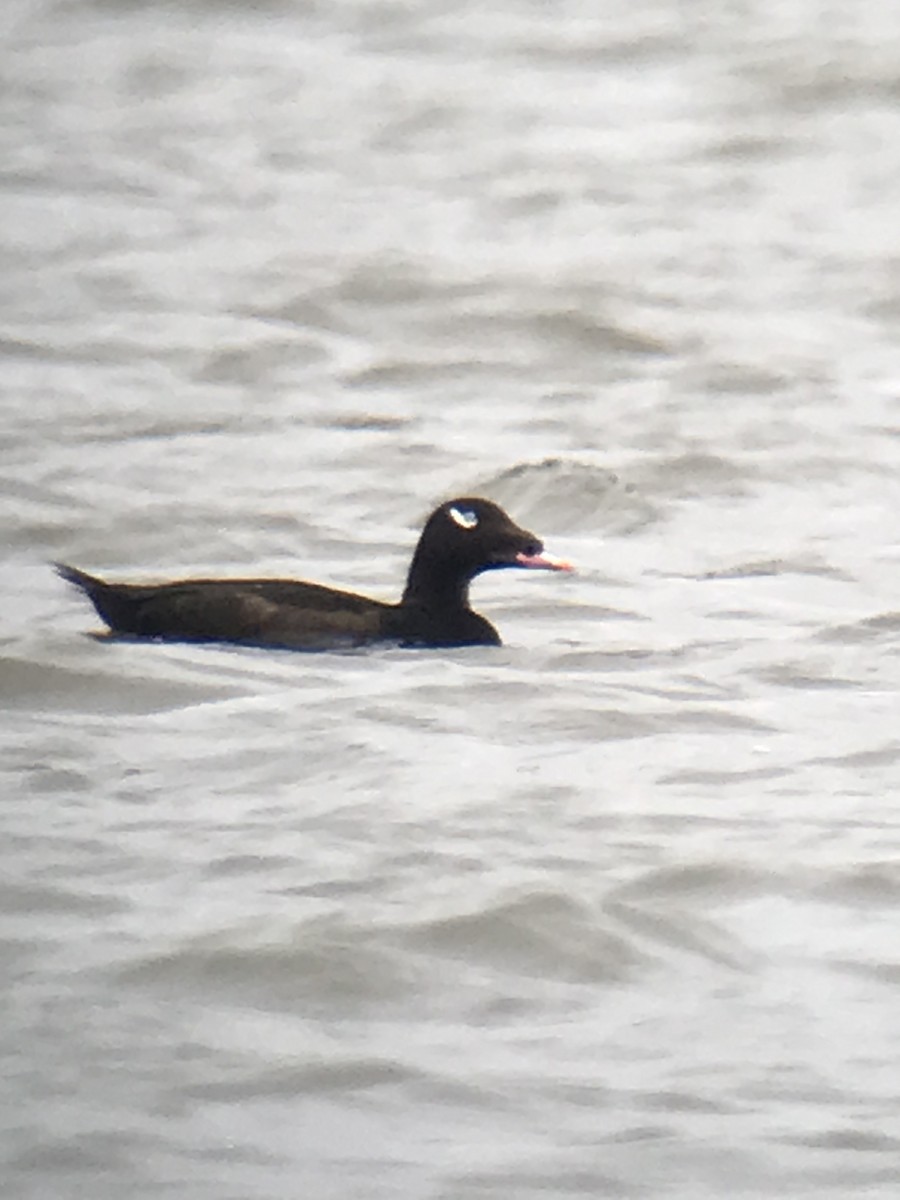 White-winged Scoter - ML434094491