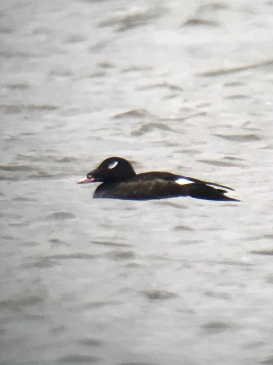 White-winged Scoter - ML434094501