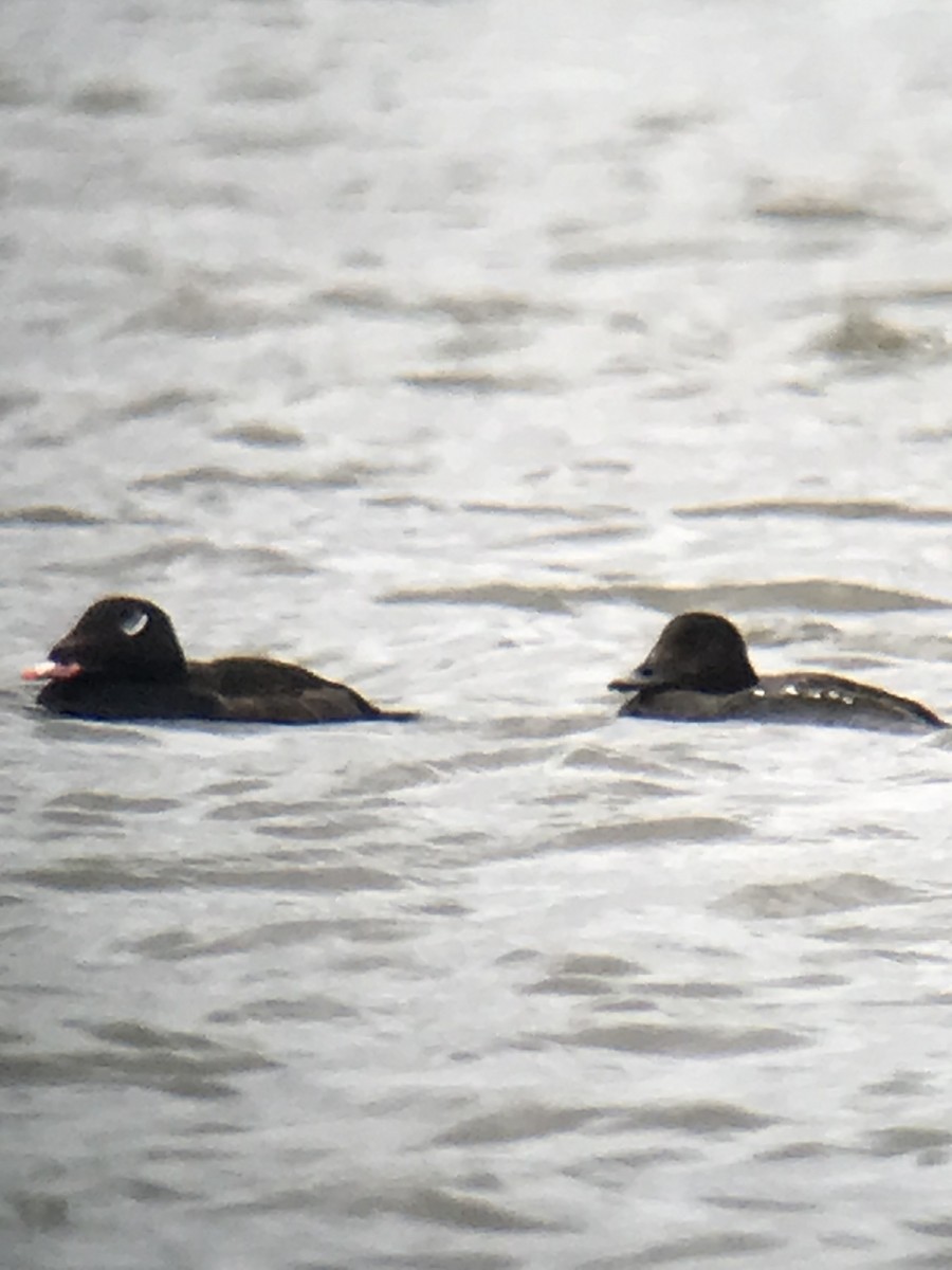 White-winged Scoter - ML434094521