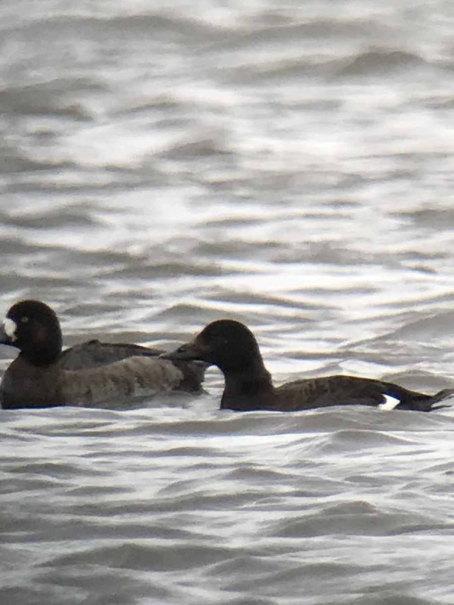 White-winged Scoter - ML434094541