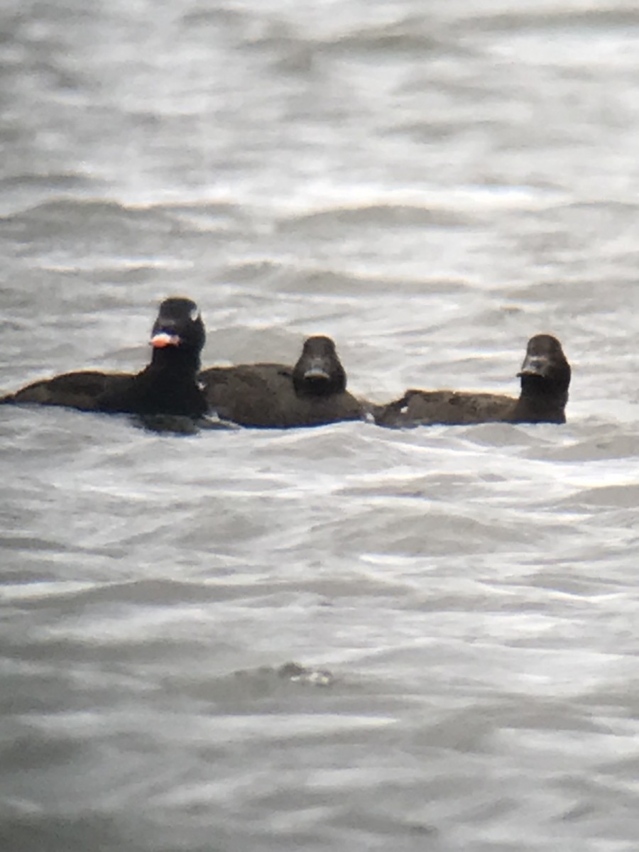 White-winged Scoter - ML434094561