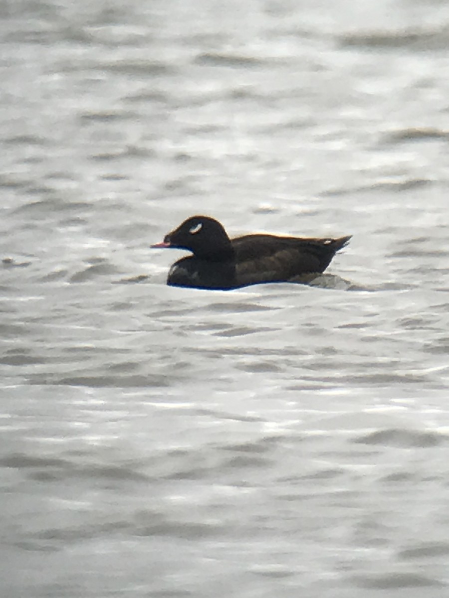 White-winged Scoter - ML434094571