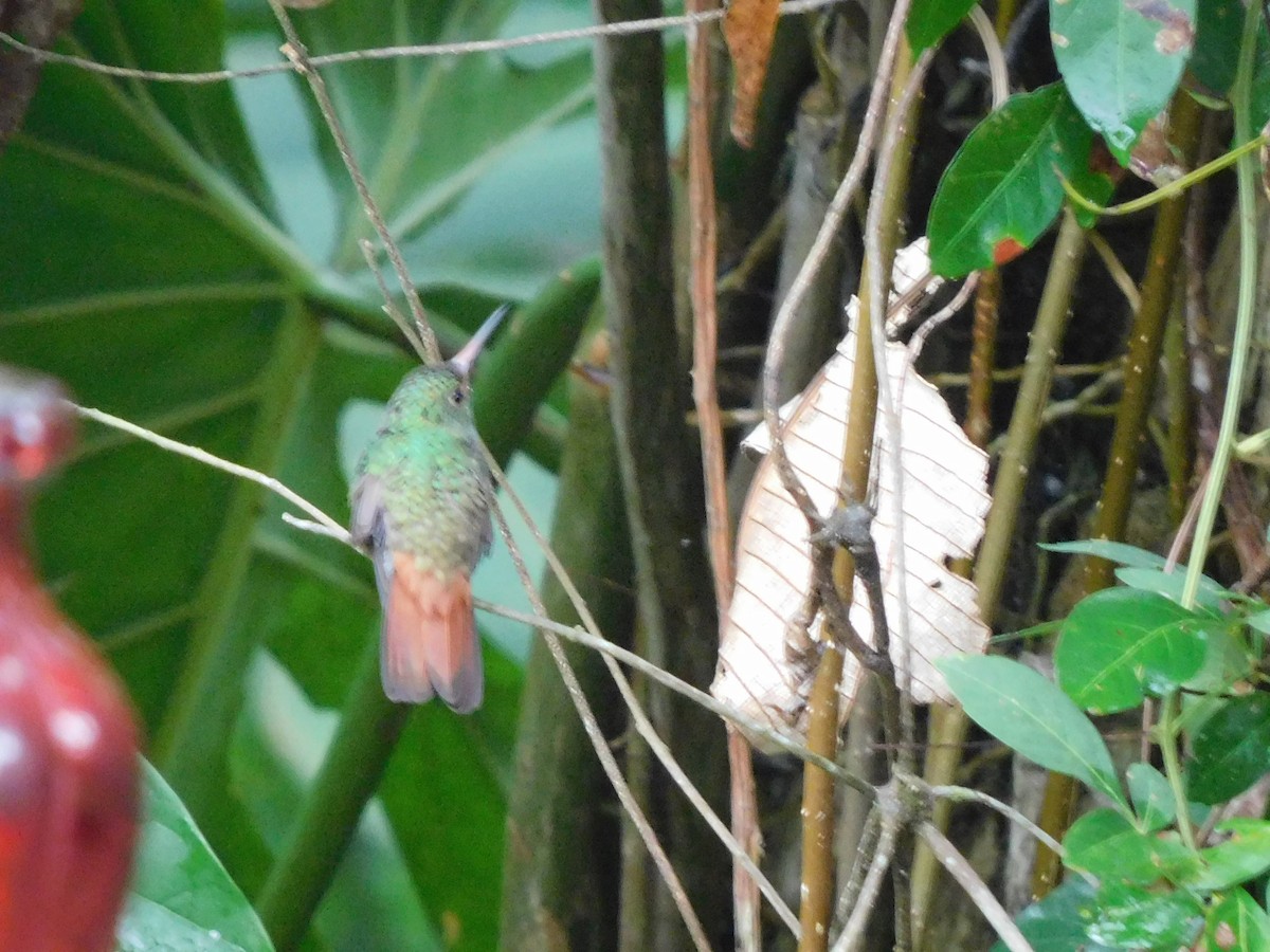 Rufous-tailed Hummingbird - Lisa Winslow