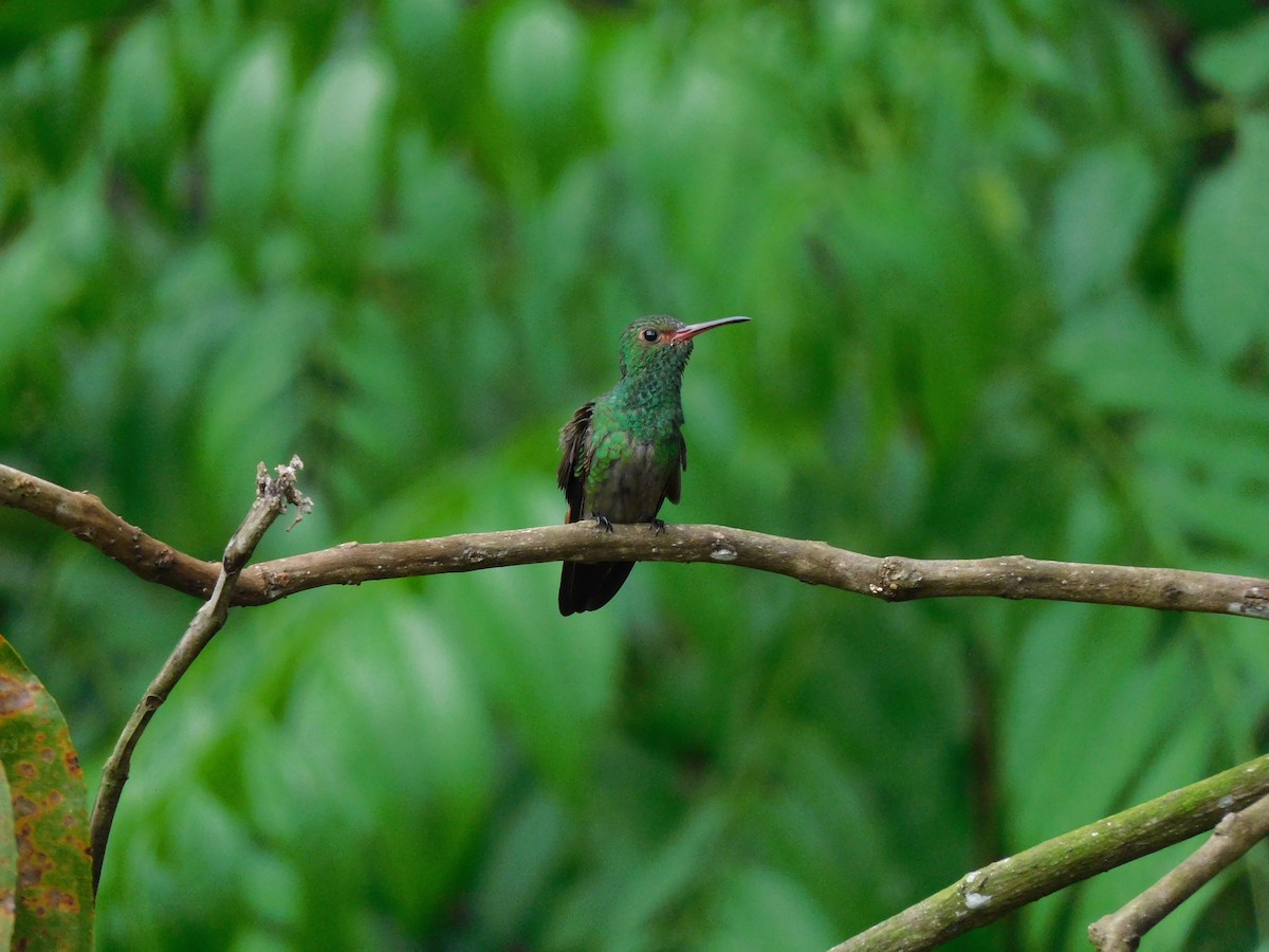 Rufous-tailed Hummingbird - Lisa Winslow