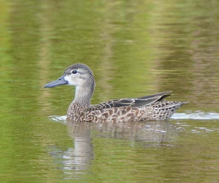 Blue-winged Teal - ML434099821