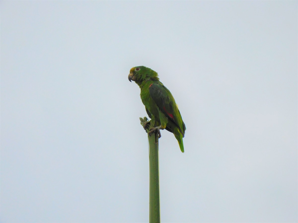 Red-lored Parrot - Lisa Winslow