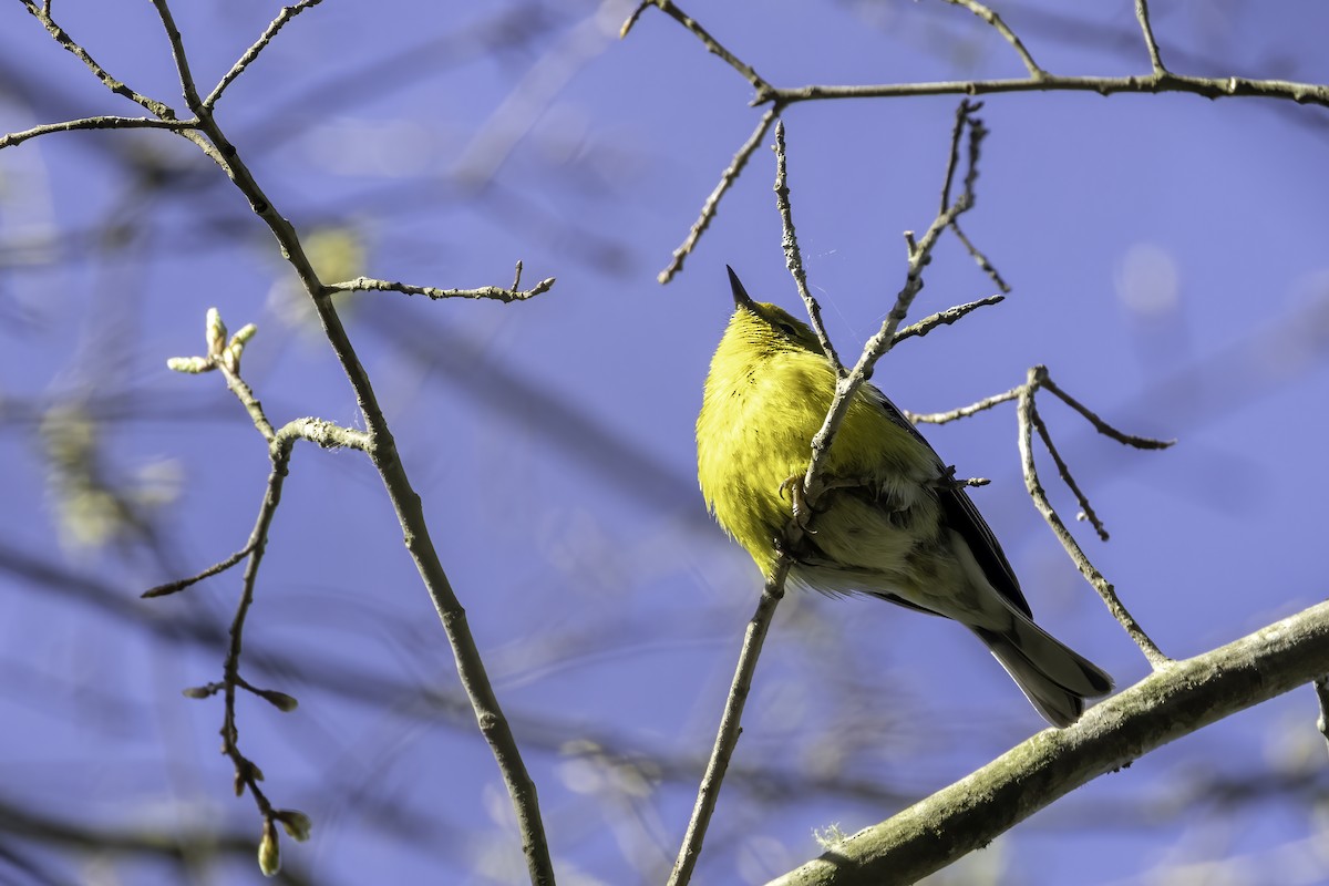 Pine Warbler - ML434101041