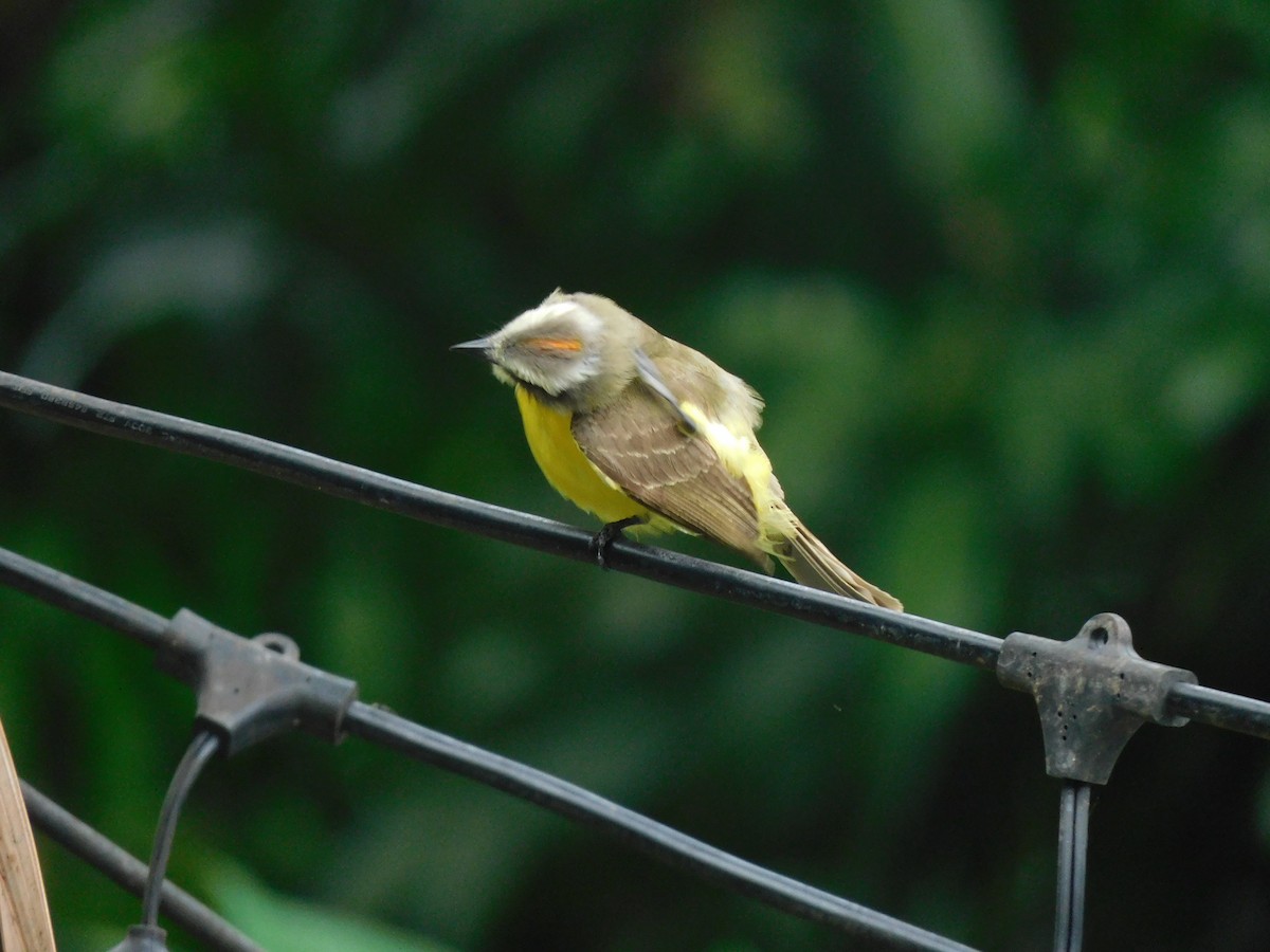 Social Flycatcher - Lisa Winslow