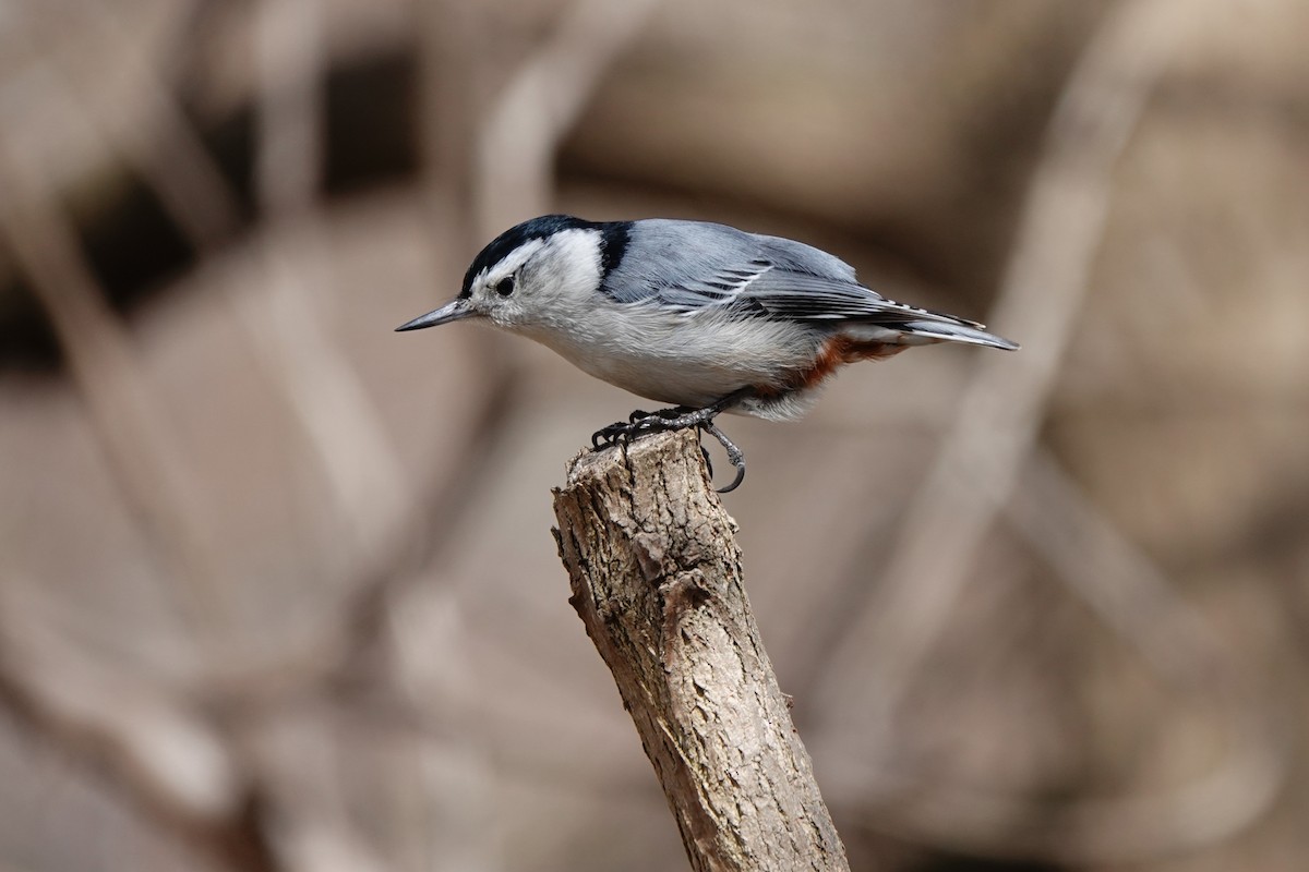 White-breasted Nuthatch - ML434102201