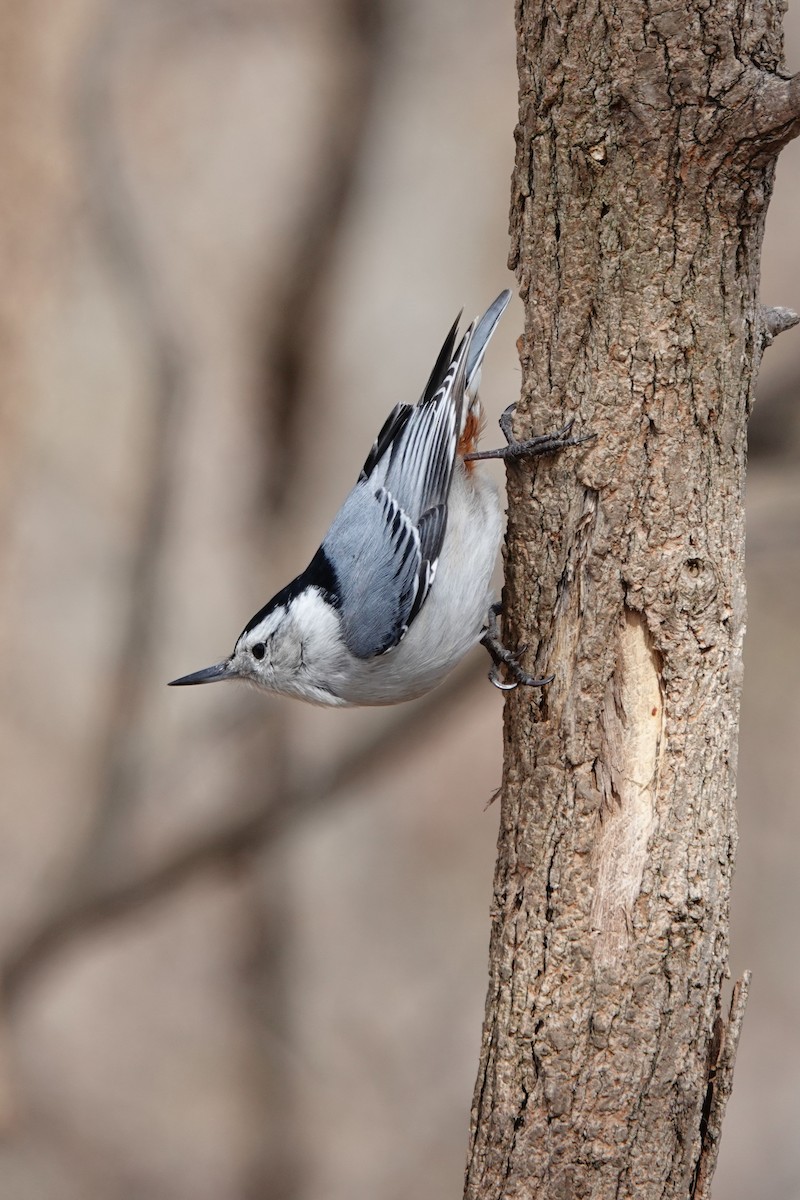 White-breasted Nuthatch - ML434102221