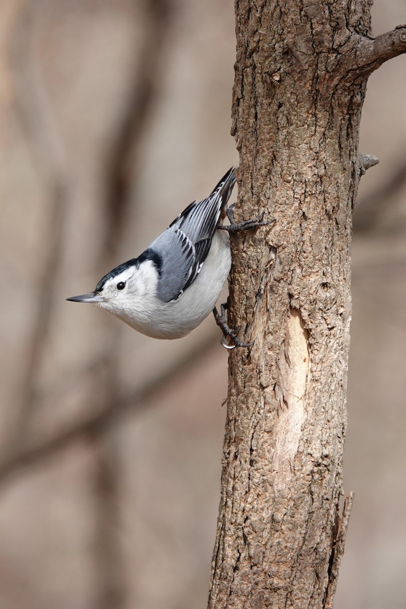 White-breasted Nuthatch - ML434102231