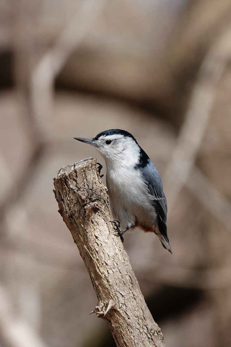 White-breasted Nuthatch - ML434102251