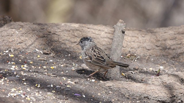 Golden-crowned Sparrow - ML434103141