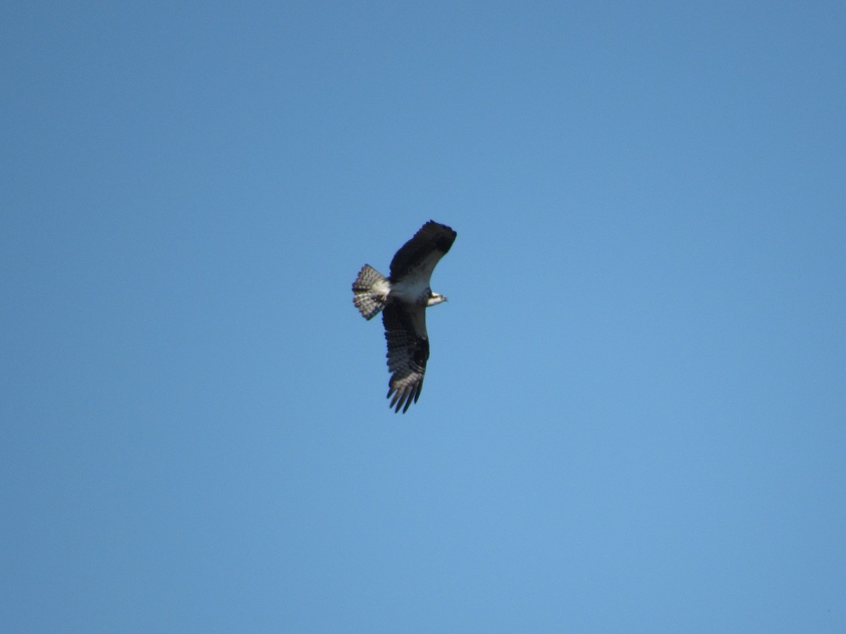 Águila Pescadora - ML434103491