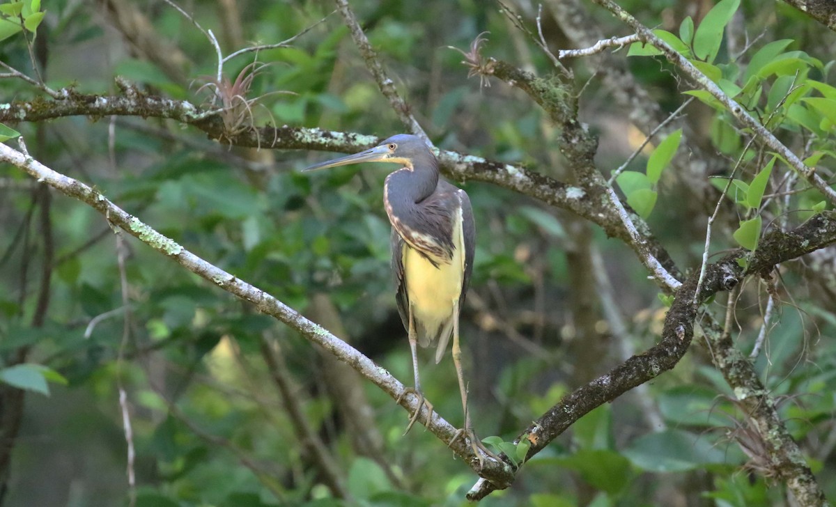 Tricolored Heron - ML434103591