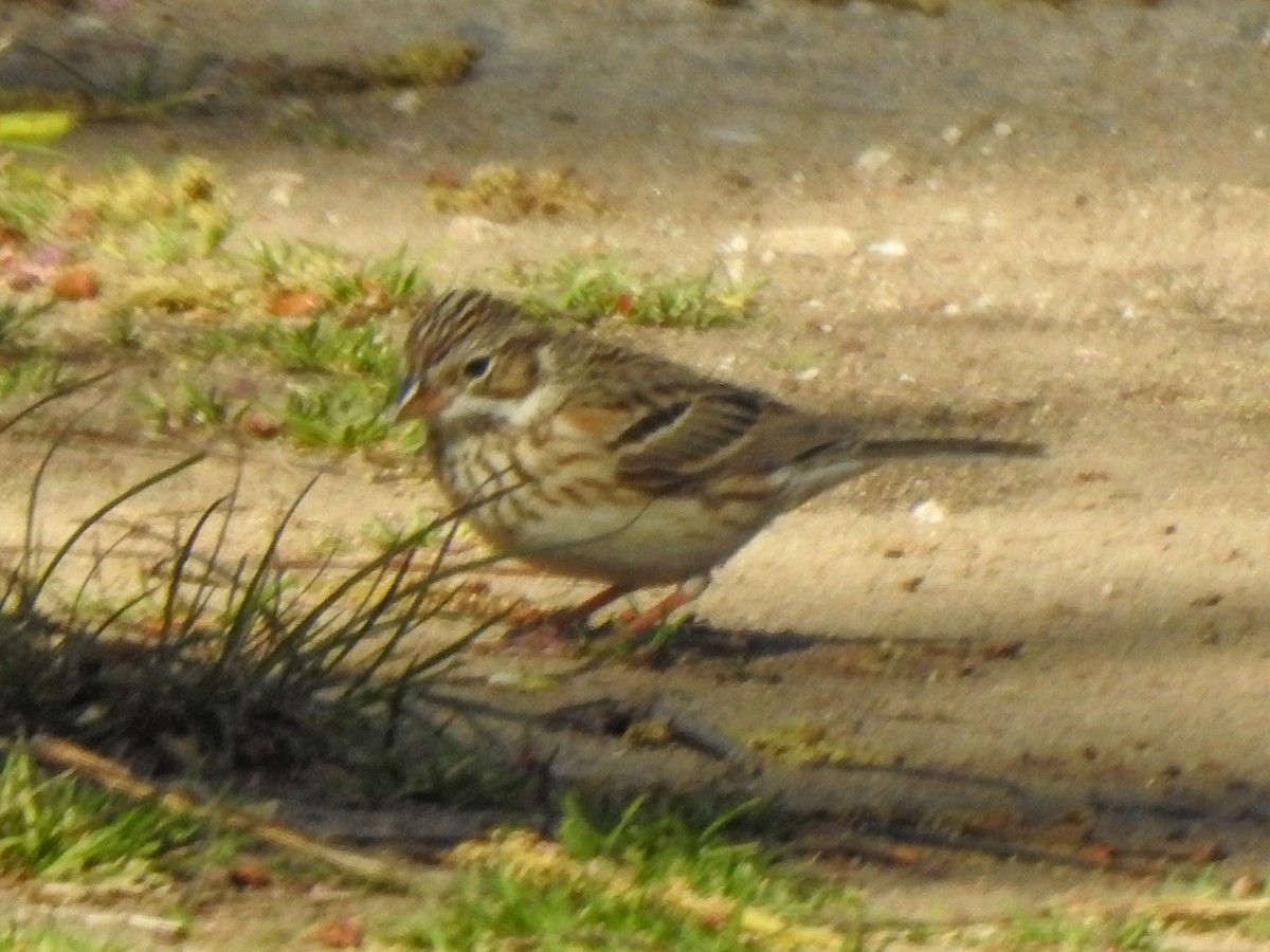 Vesper Sparrow - ML434106691