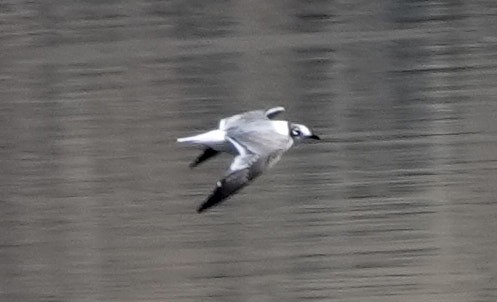 Franklin's Gull - Anonymous