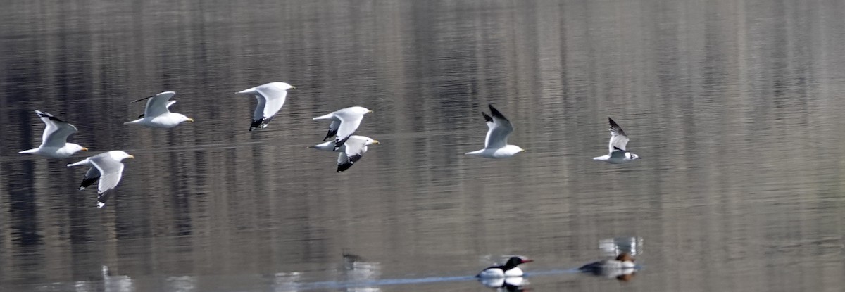 Franklin's Gull - Anonymous