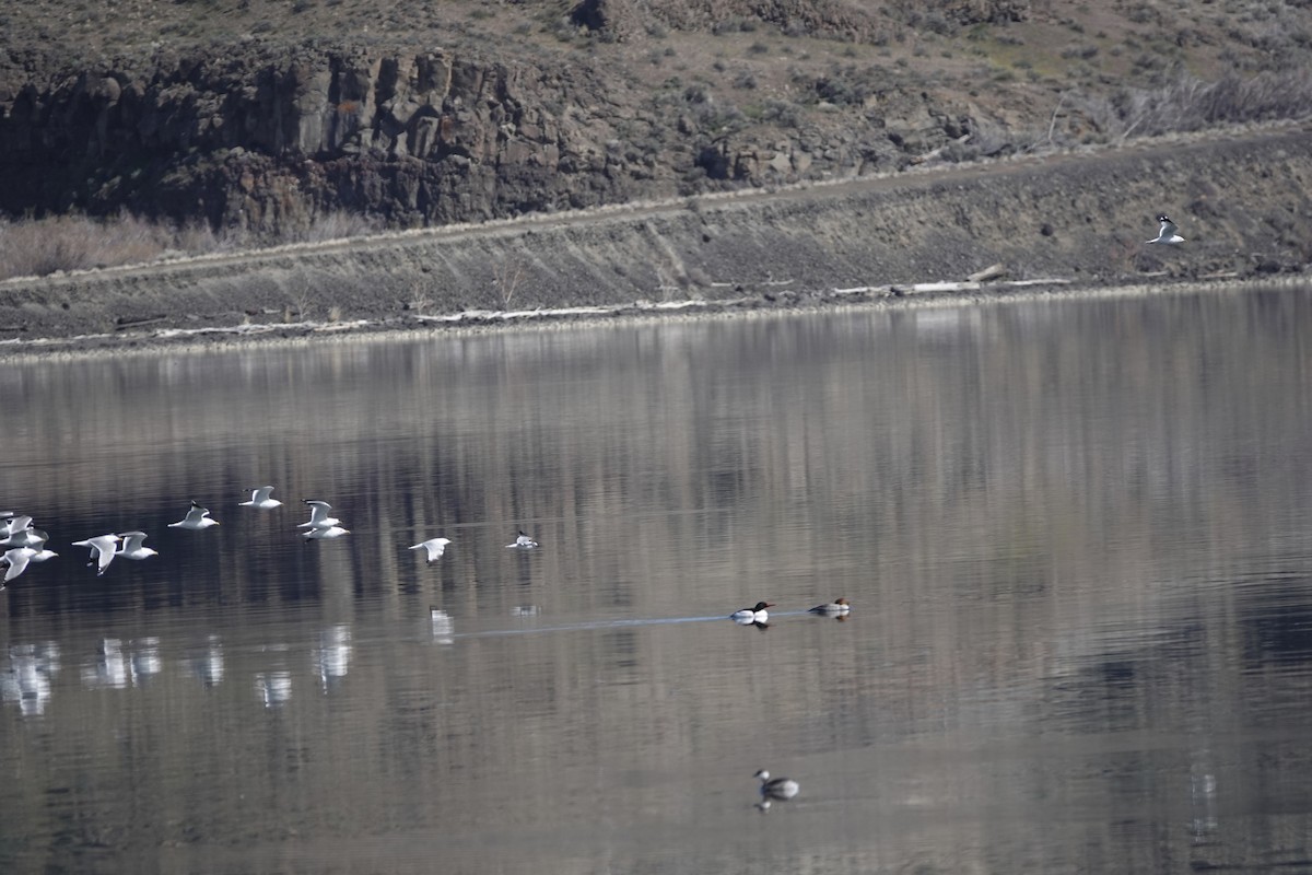 Franklin's Gull - Anonymous