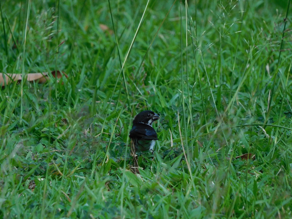 Variable Seedeater - Lisa Winslow