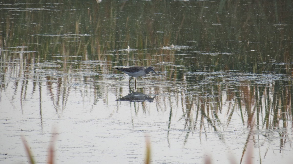 Greater Yellowlegs - ML434108641