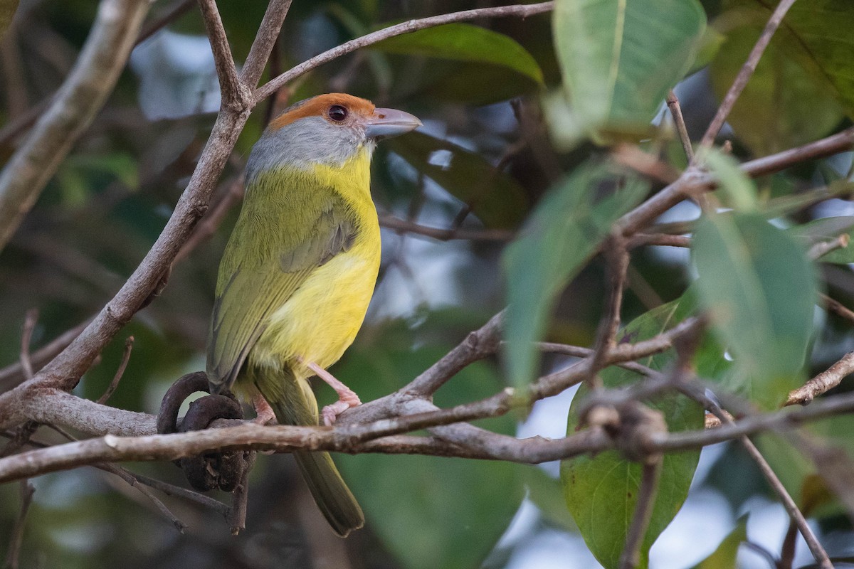 Rufous-browed Peppershrike (Northern) - ML434109401