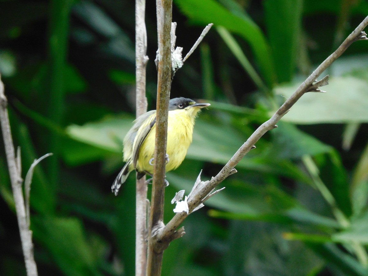 Common Tody-Flycatcher - Lisa Winslow