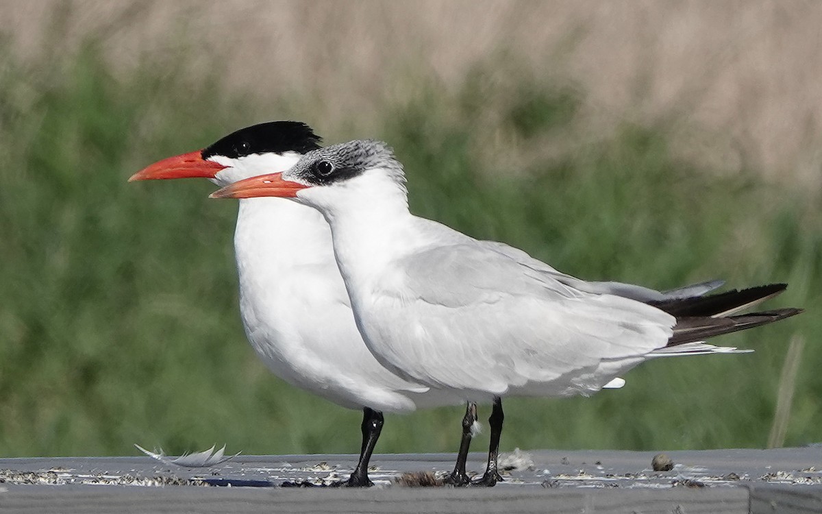 Caspian Tern - Jane Mann