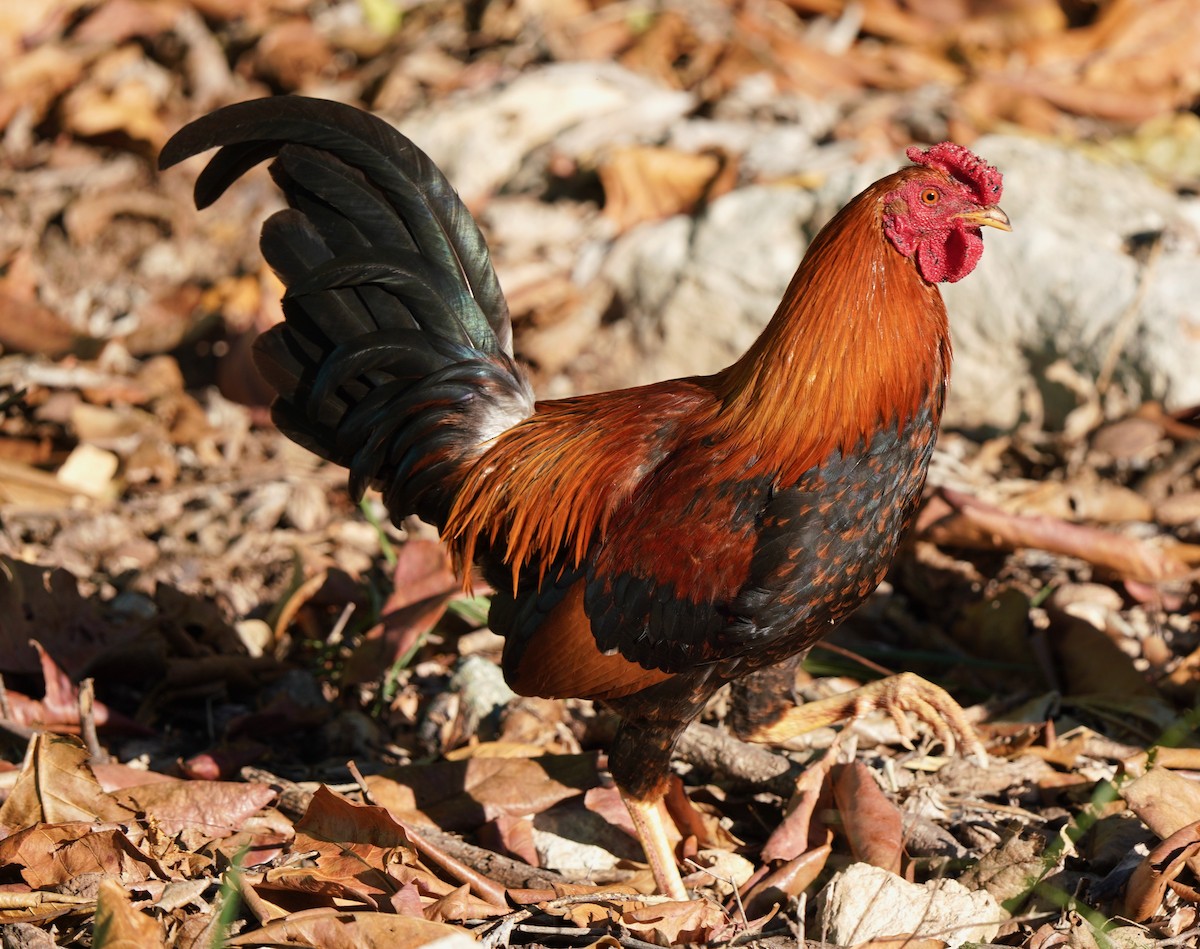 Red Junglefowl (Domestic type) - ML434112511