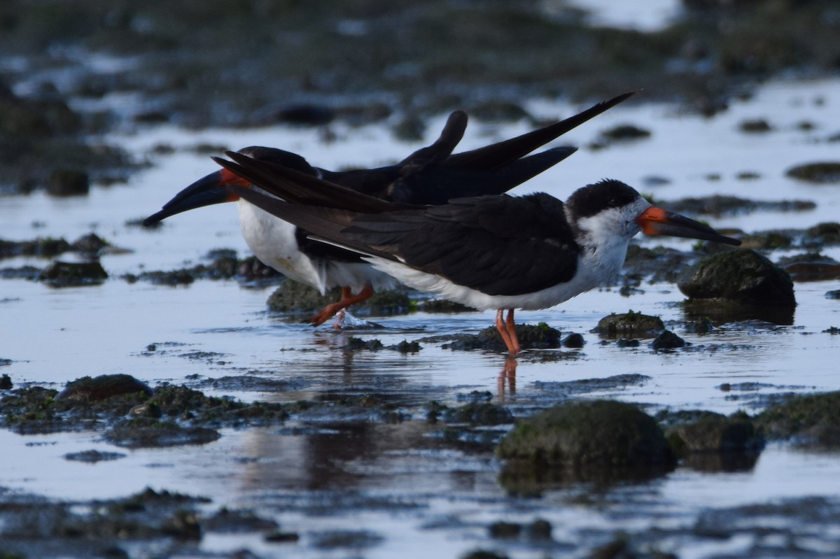 Black Skimmer - Sonia Agustini